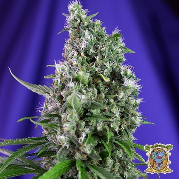 View Planta de marihuana