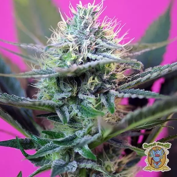 + Speed Auto cannabis plant