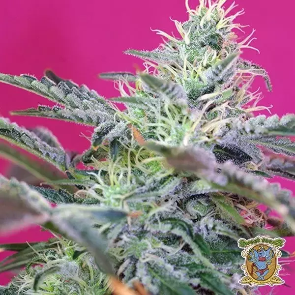 View Sweet Cheese Auto marijuana plant