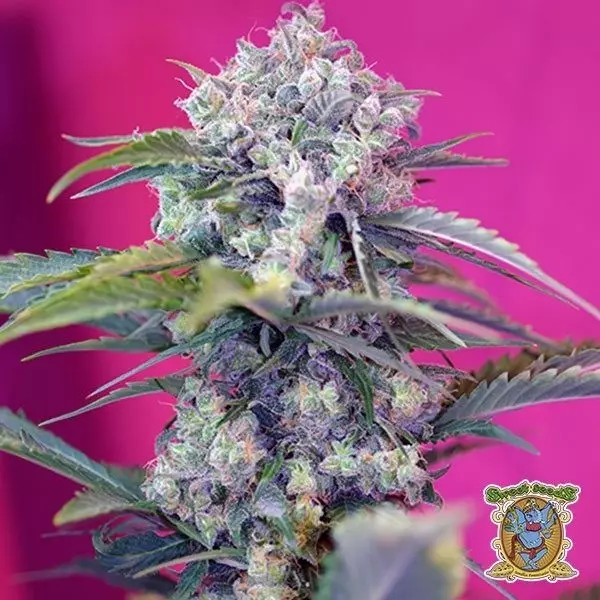 View Planta de maconha