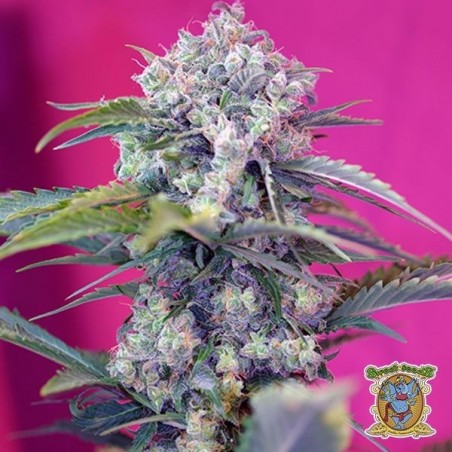 Planta de marihuana