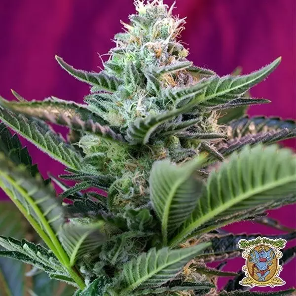 View Planta de marihuana