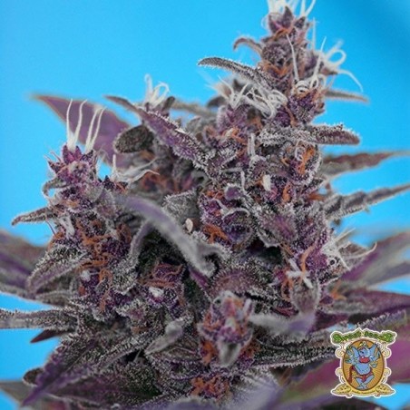 Planta de marihuana
