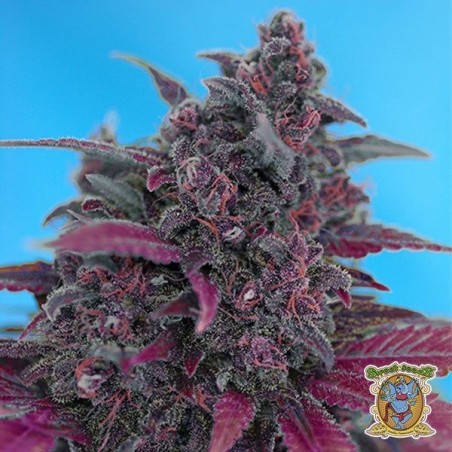 Planta de marihuana