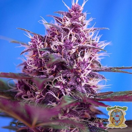 Red Poison Auto