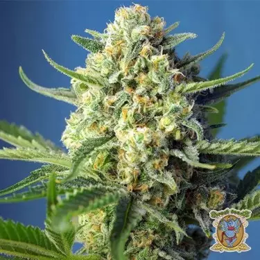 S.A.D Auto marijuana plant