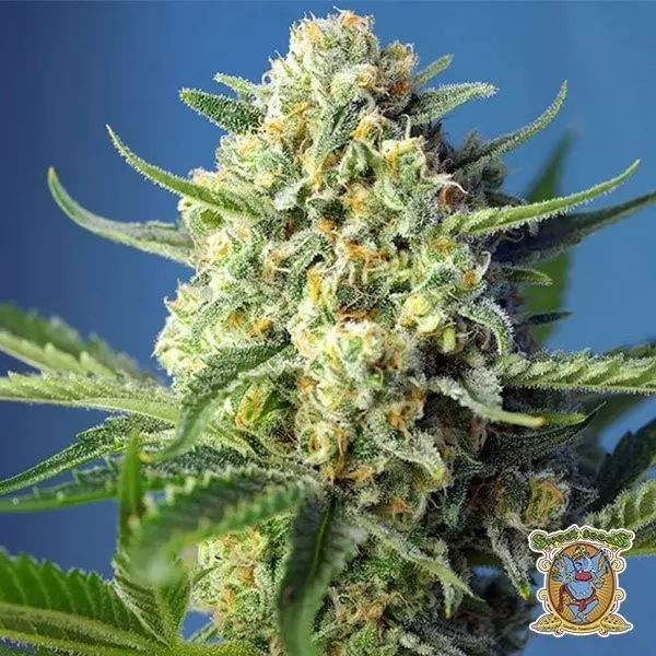 View S.A.D Auto marijuana plant