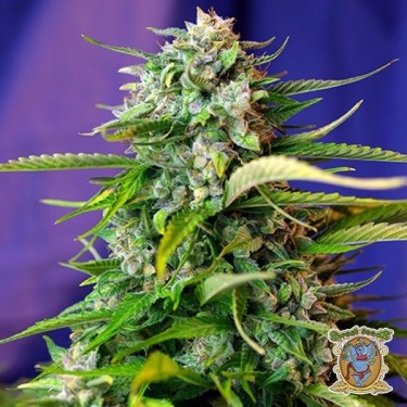 Plante de cannabis Jack 47 Auto