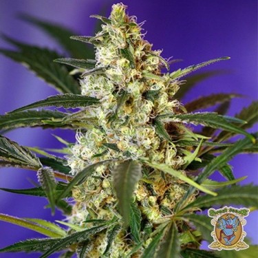 Plante de cannabis Fast Bud 2 Auto