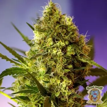 Big Devil 2 Auto marijuana plant