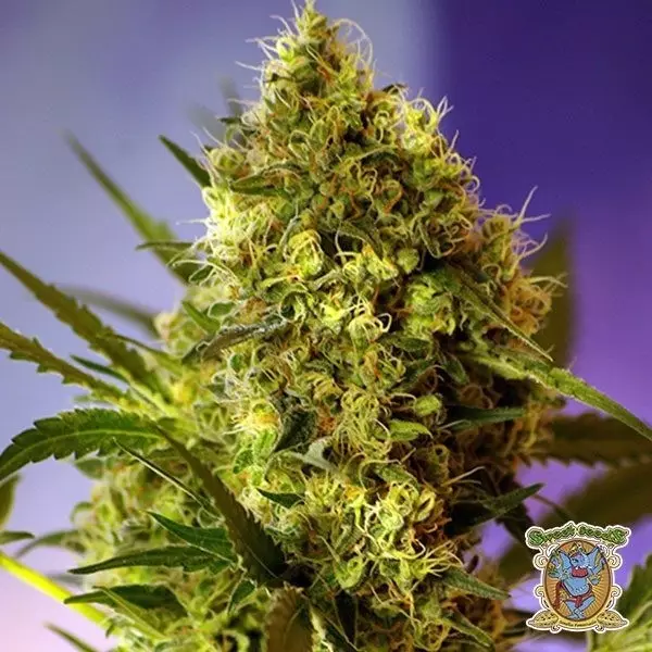 View Planta de marihuana