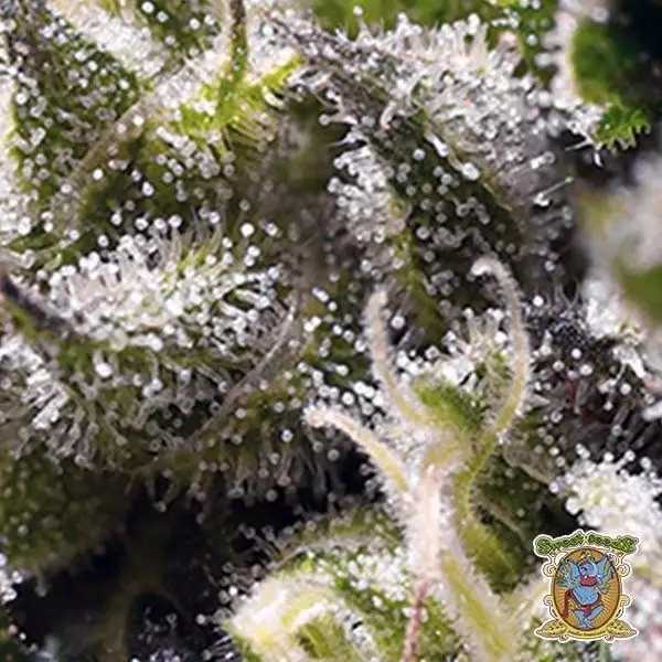 View Cream Caramel Auto marijuana plant trichomes