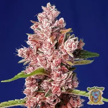 Tropicanna Poison F1 Fast Version®