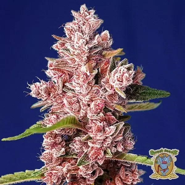 View Planta de maconha