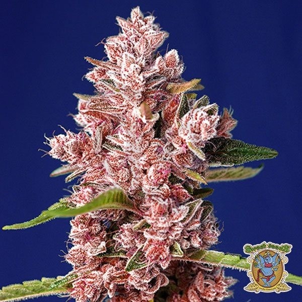 Plante de cannabis Tropicanna Poison F1 Fast Version