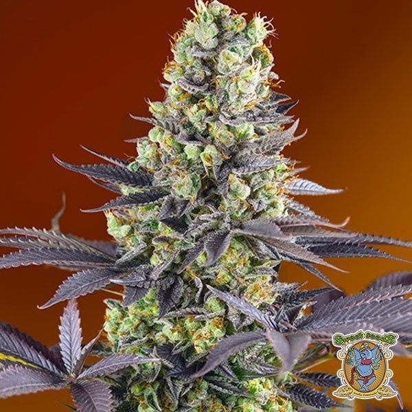 Plante de cannabis Sweet Zenzation