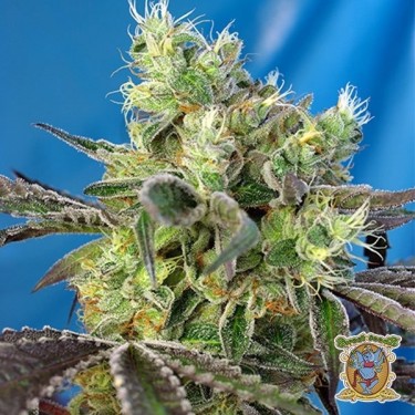 Do-Sweet-Dos Cannabis Plant