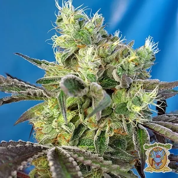 View Planta de maconha