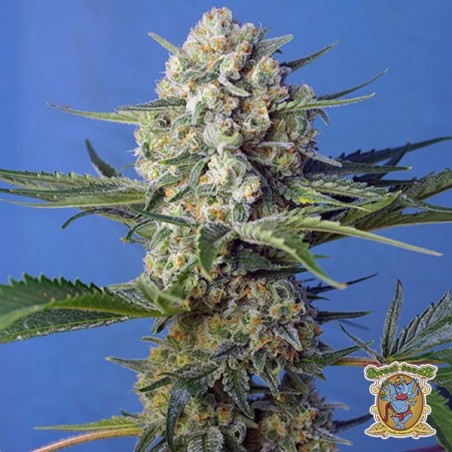 Crystal Candy F1 Fast Version®