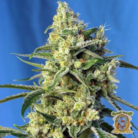 Planta de marihuana
