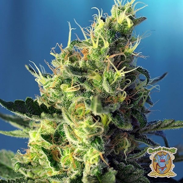 Sweet Pure CBD Cannabis Plant