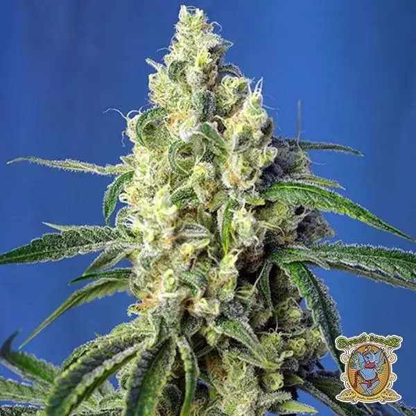 View Planta de maconha