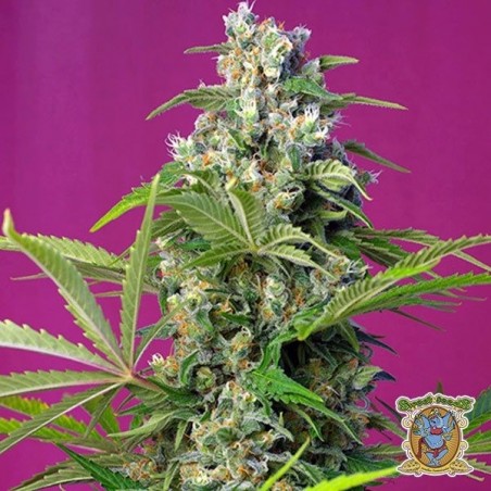 Planta de marihuana
