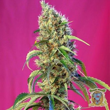 Black Jack CBD Cannabis Plant