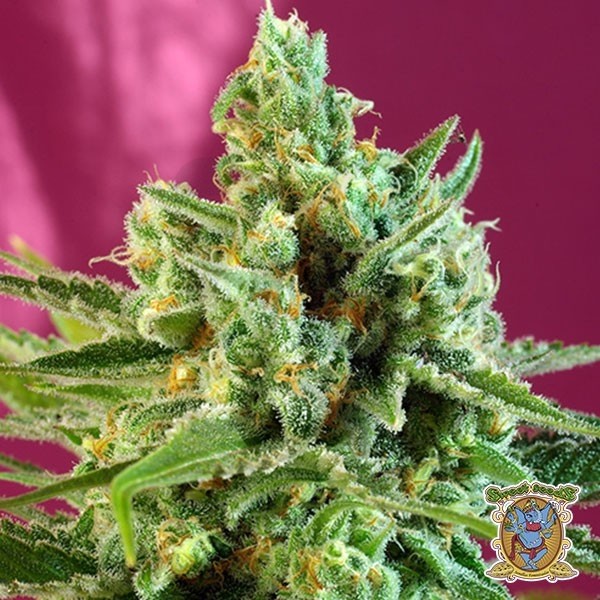 Sweet Afgani Delicious CBD Cannabis Plant