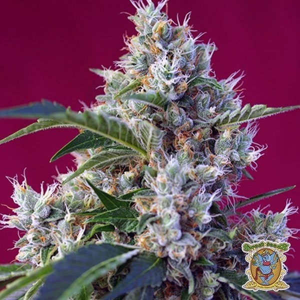 Indigo Berry Kush Cannabis Plant