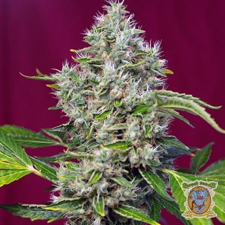 San Fernando Lemon Kush