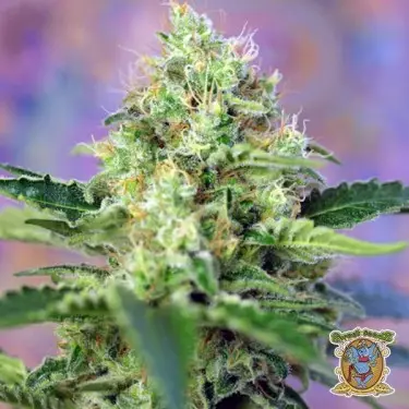 Crystal Candy marijuana plant