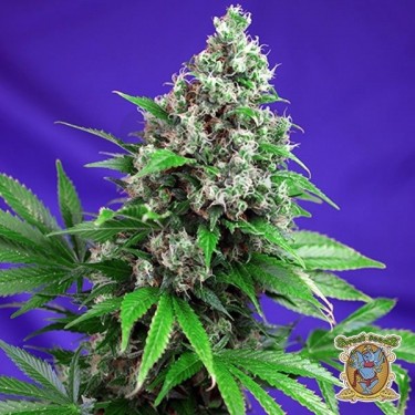 Killer Kush Fast Version cannabis plant