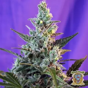 Sweet Skunk Fast Version F1 cannabis plant