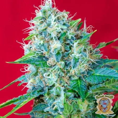 Green Poison de Sweet Seeds