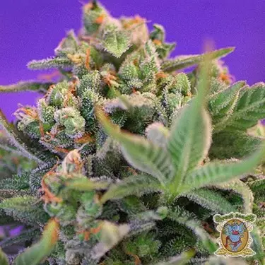 Sweet Cheese F1 Fast Version de Sweet Seeds - Grow Barato