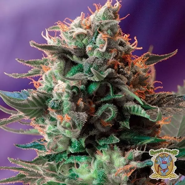 View Semente Jack 47 feminizada da Sweet Seeds | GB