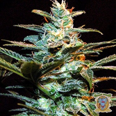 Ice Cool marijuana plant