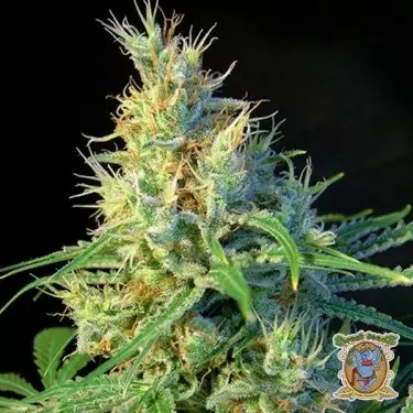 Psicodelicia cannabis plant