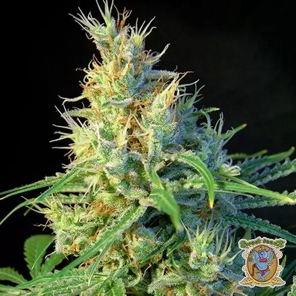 View Psicodelicia cannabis plant