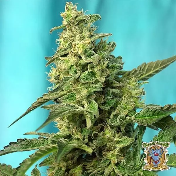 View Green Poison Fast Version marijuana plant