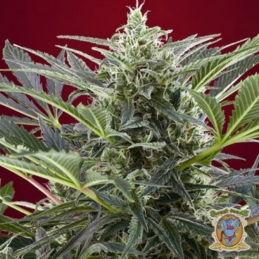 Cream 47 Plante de cannabis