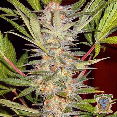 SAD Sweet Afgani Delicious S1 planta de marihuana