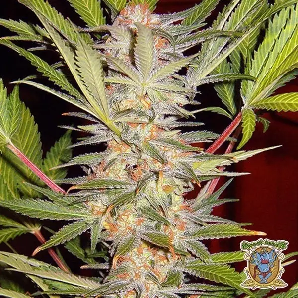 View SAD Sweet Afgani Delicious S1 marijuana plant