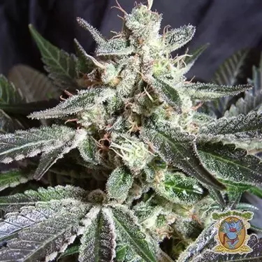 Black Jack marijuana plant