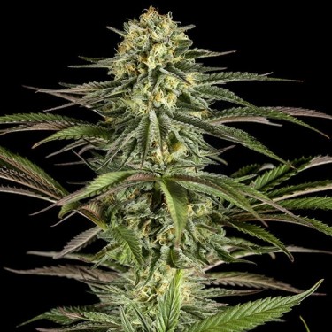 Kush-N-Cheese marijuana plant