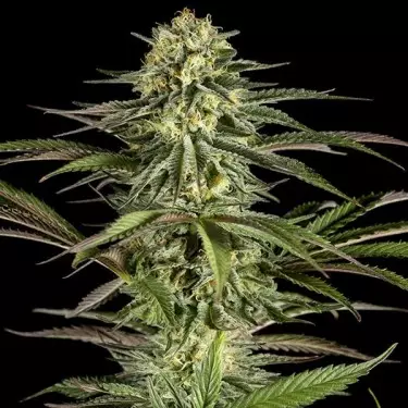 Kush-N-Cheese marijuana plant