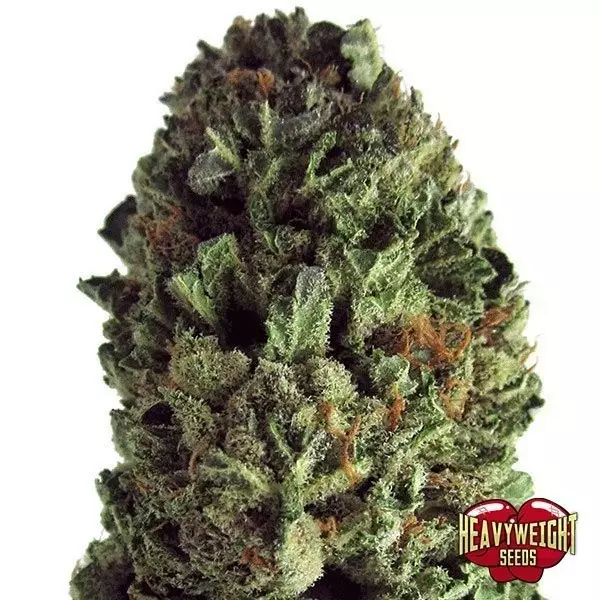 View Planta de maconha