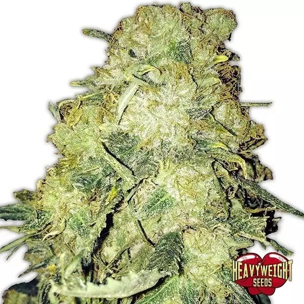 View Planta de Madeira