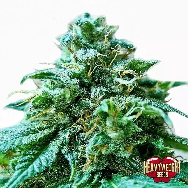 View Planta de maconha